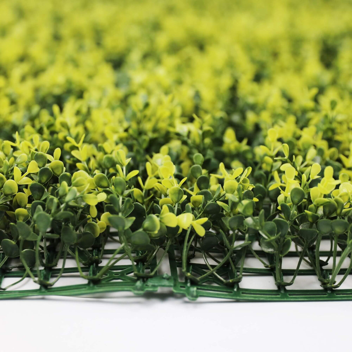 Sample Panel – Yellow English Boxwood Green Wall (Small Sample)