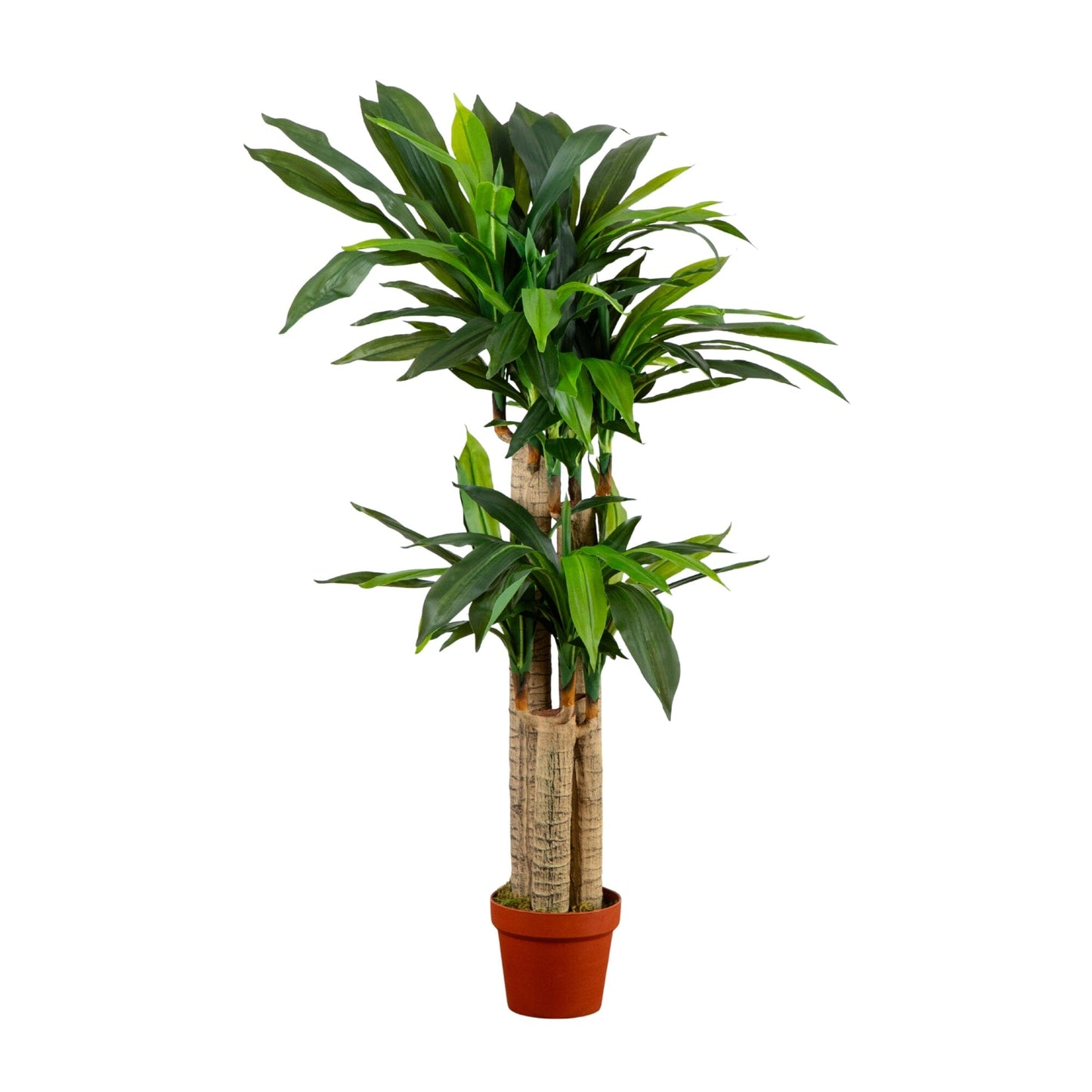 4' Corn Stalk Dracaena Silk Plant (Real Touch)