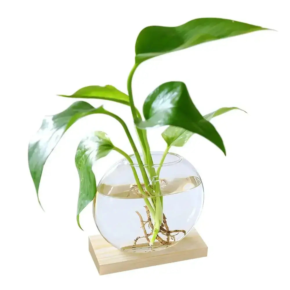 Clear glass avocado seed starter trio kitchen grow vases