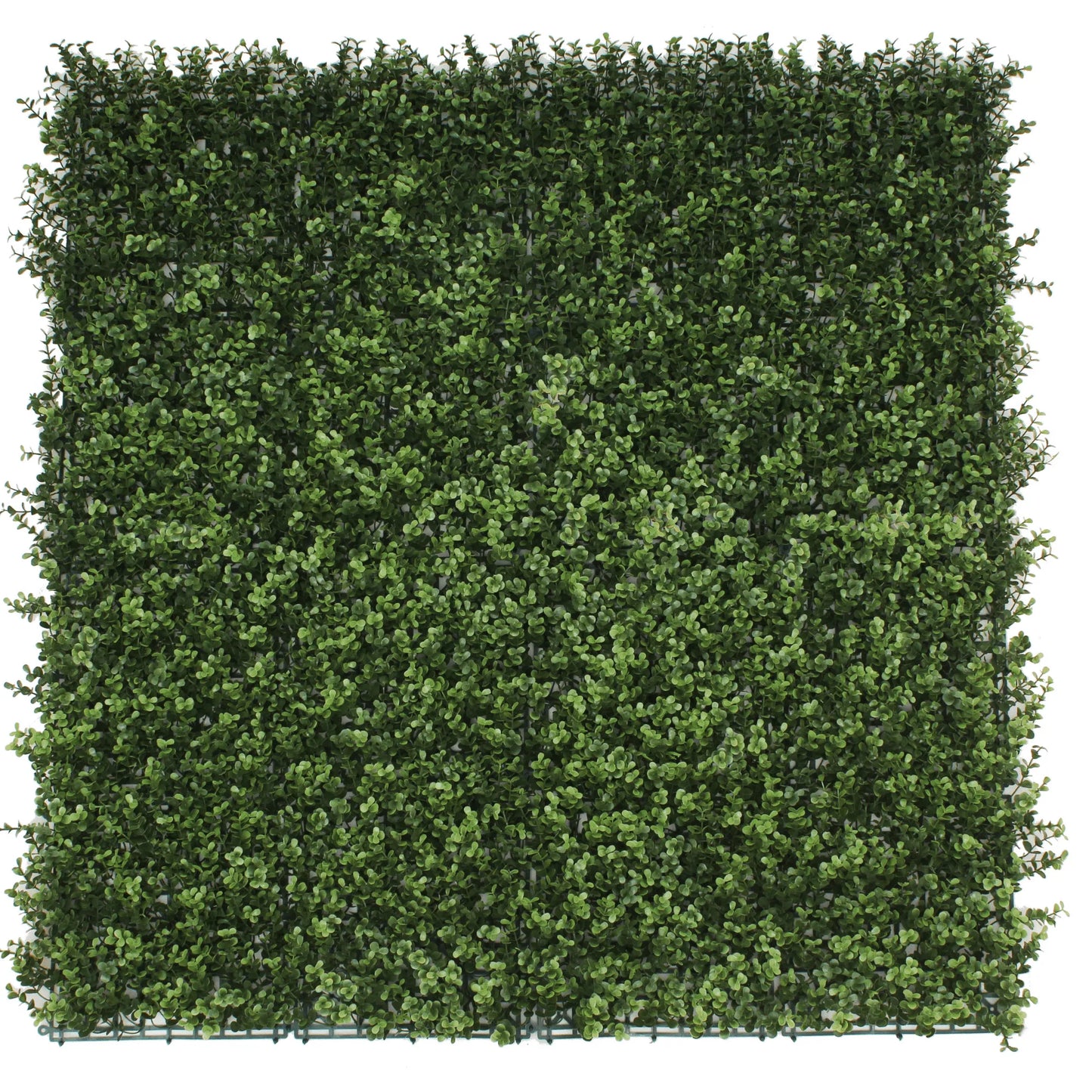 Sample Panel – Natural Boxwood Green Wall (Small Sample)