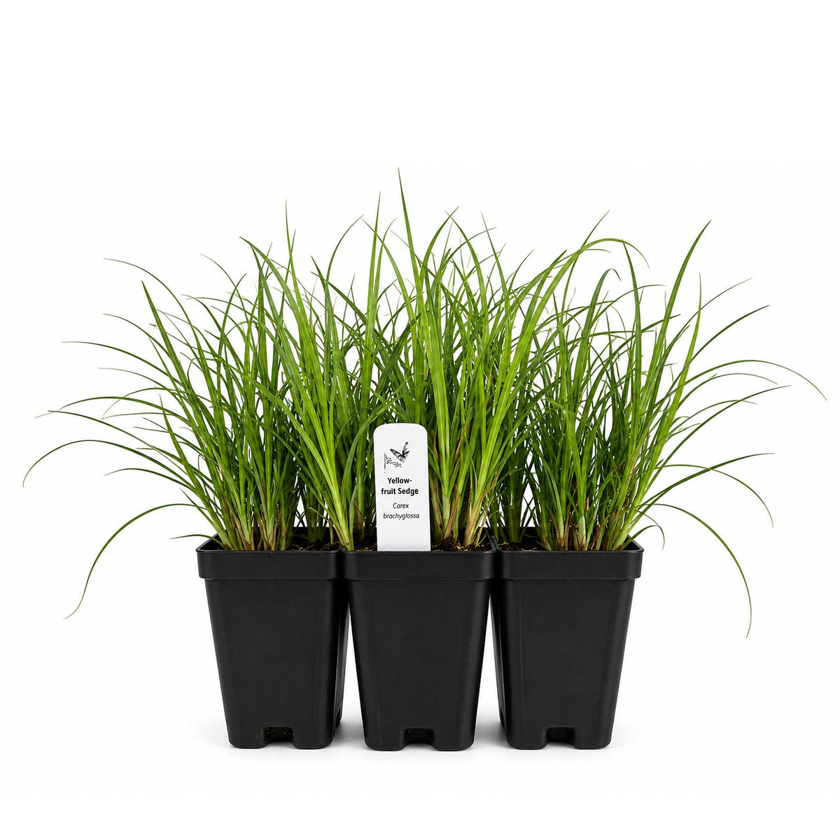 Chic & Shady Live Plant Landscape Kit | Prairie Legacy Inc.