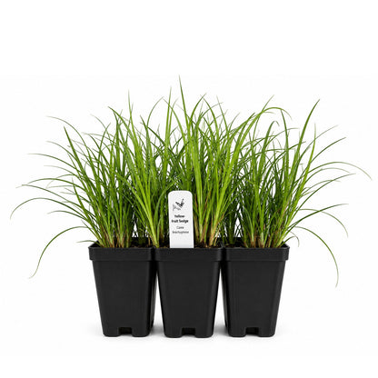 Chic & Shady Live Plant Landscape Kit | Prairie Legacy Inc.