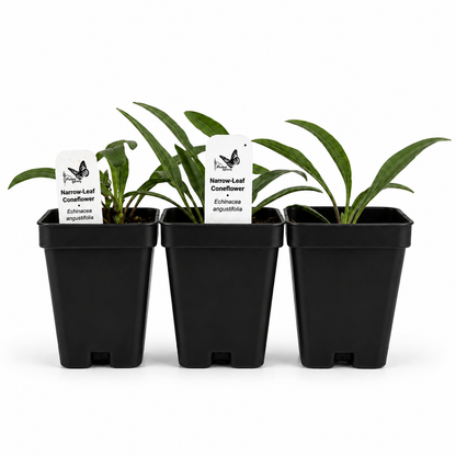Bird Sanctuary Live Plant Landscape Kit | Prairie Legacy Inc.