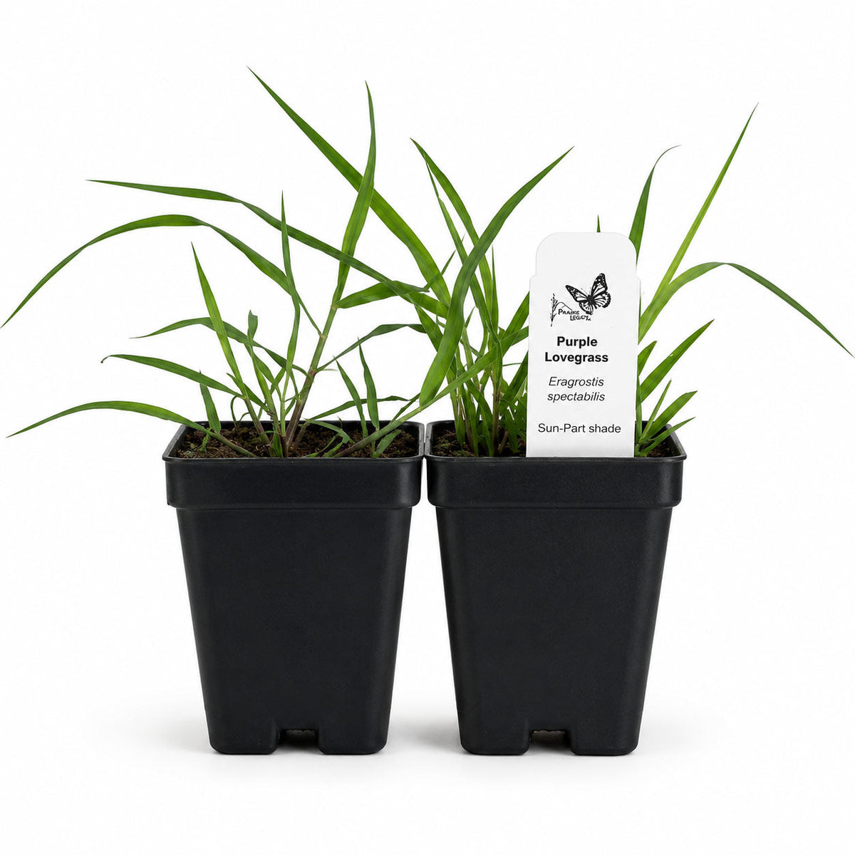 Bird Sanctuary Live Plant Landscape Kit | Prairie Legacy Inc.