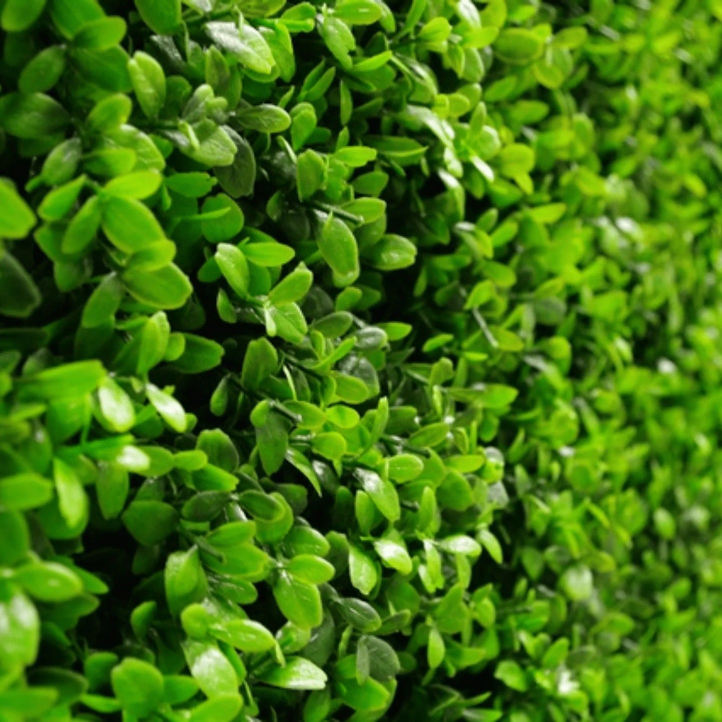 Bright Boxwood Artificial Vertical Garden Green Wall Panel 40×40in 11 SQ FT – UV Resistant – Commercial Grade