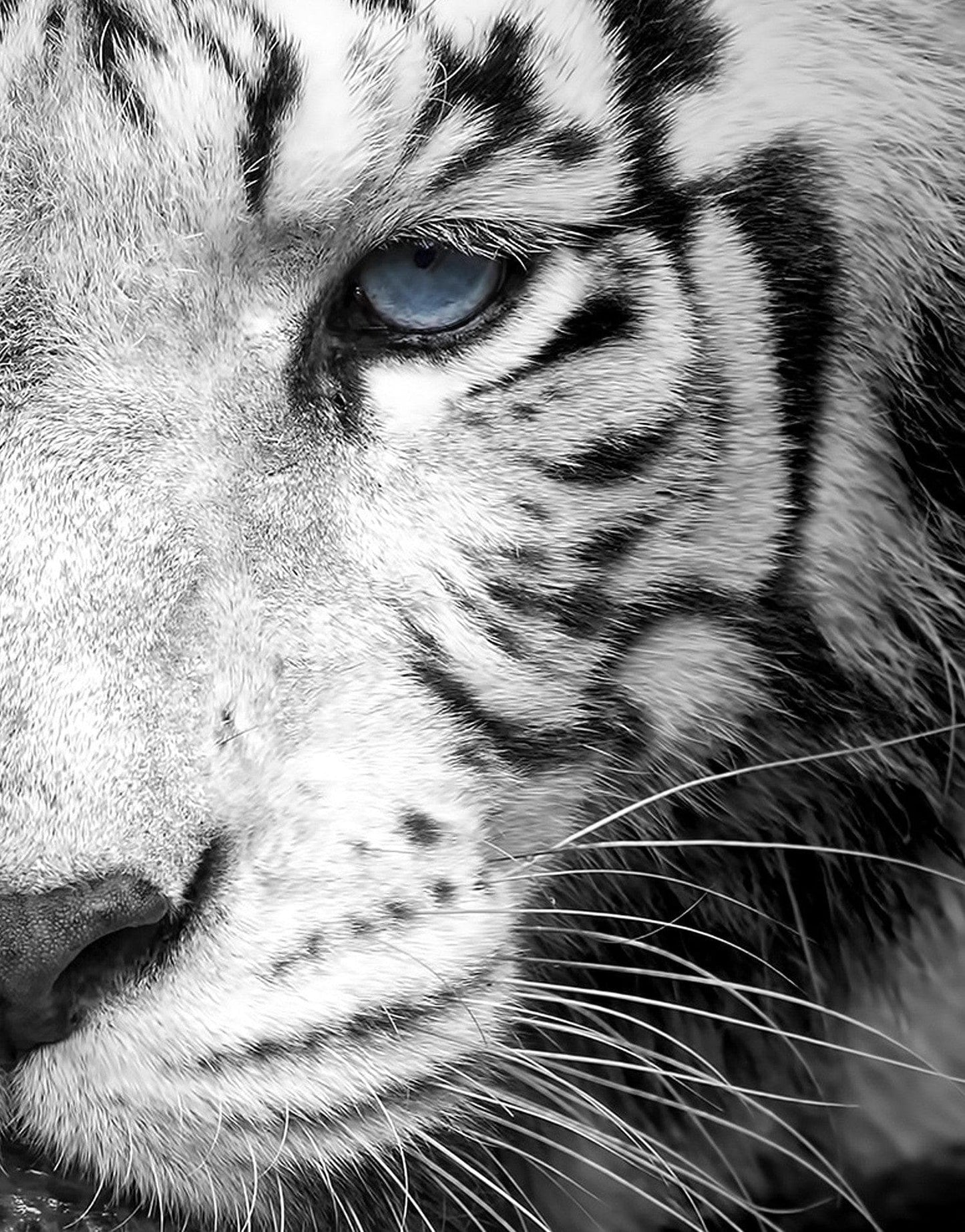 Tiger Stare Down Large Mural (Black and White) #6045