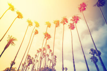 Retro California Sunset Palmtree Wall Mural #6050