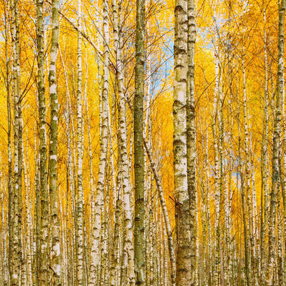 Autumn Scenic Birch Tree Forest Wall Mural | Peel and Stick Wallpaper. #6202
