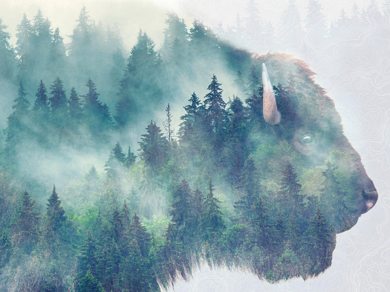 Foggy Mountain Forest View with Bison Buffalo Overlay Natural Scenery Wall Mural #6282., view 2