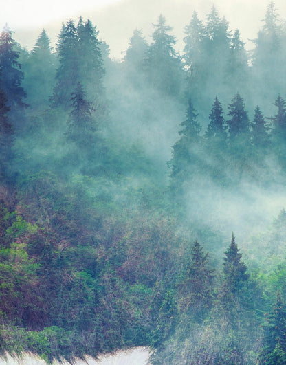 Foggy Mountain Forest View with Bison Buffalo Overlay Natural Scenery Wall Mural #6282.