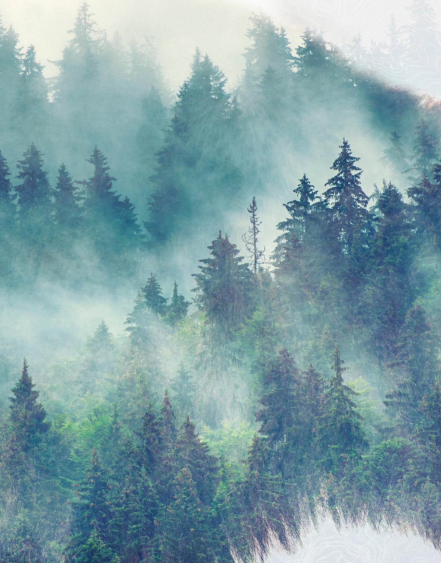 Foggy Mountain Forest View with Bison Buffalo Overlay Natural Scenery Wall Mural #6282.
