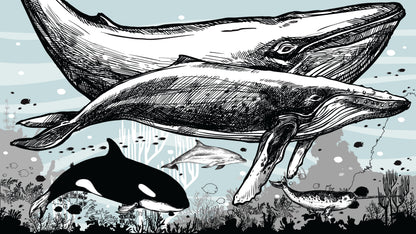Whale, Dolphin, Killer Whale Wall Mural. Underwater Sea Life Drawing Design. Peel and Stick Wall Mural. #6354