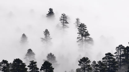 Foggy Forest Wallpaper Black and White Wall Mural. #6368
