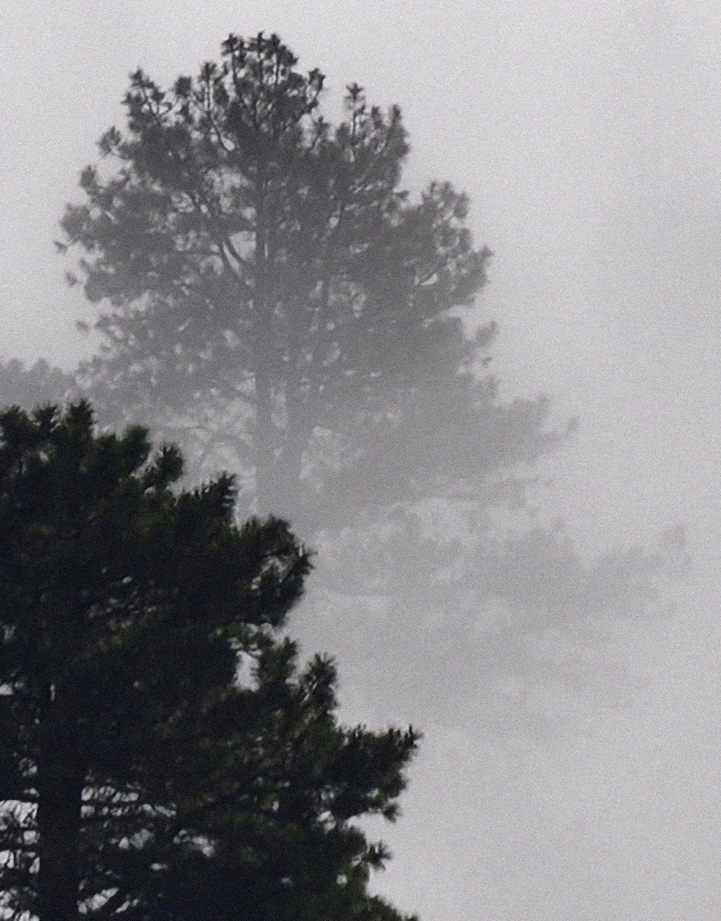 Foggy Forest Wallpaper Black and White Wall Mural. #6368