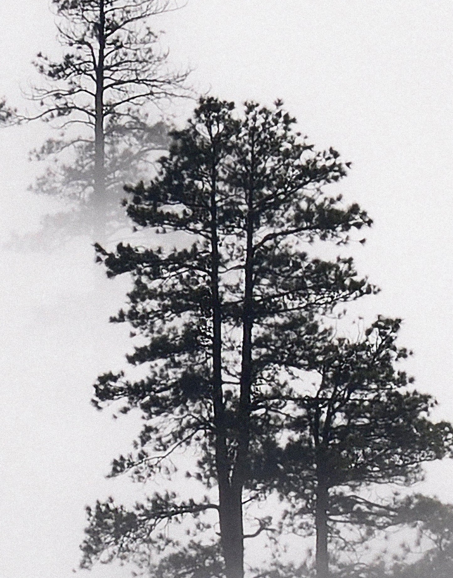Foggy Forest Wallpaper Black and White Wall Mural. #6368