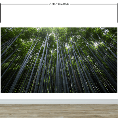 Tall Bamboo Tree Forest Wall Mural. Peaceful, Serenity, Zen Background Wallpaper. #6463
