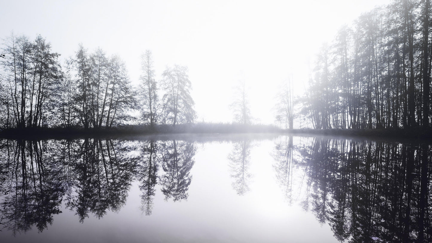 Foggy Woodland Wall Mural. Warm Grey Misty Forest Lakeview Peel and Stick Wallpaper. #6474