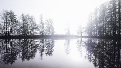 Foggy Woodland Wall Mural. Warm Grey Misty Forest Lakeview Peel and Stick Wallpaper. #6474