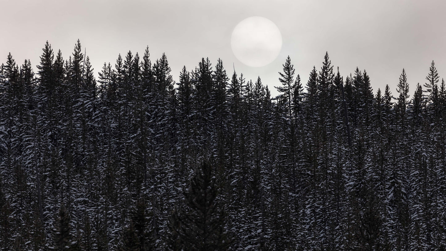 Foggy Forest Wall Mural. Peel and Stick Wallpaper. Monotone Grey Nature Wallpaper. Rain Forest Wall Mural. #6560