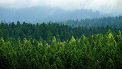 Green Forest Wallpaper Mural. Scenic Landscape Wall Mural. #6894