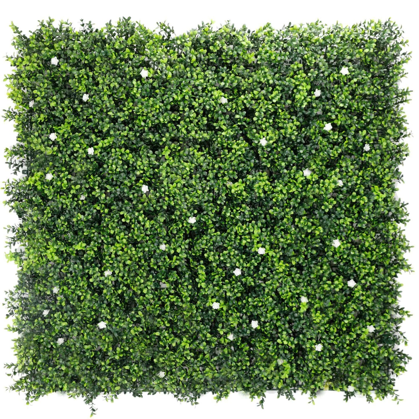Sample Panel – White Flowering Boxwood Green Wall (Small Sample)