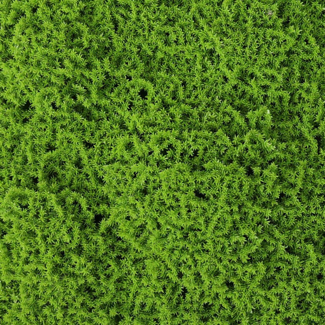 Evergreen Moss Artificial Green Wall Mat 33 SQ FT – UV Resistant – Commercial Grade (Clearance Price)