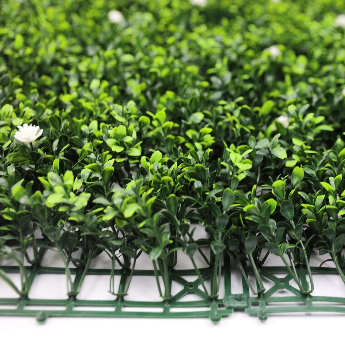 Sample Panel – White Flowering Boxwood Green Wall (Small Sample)
