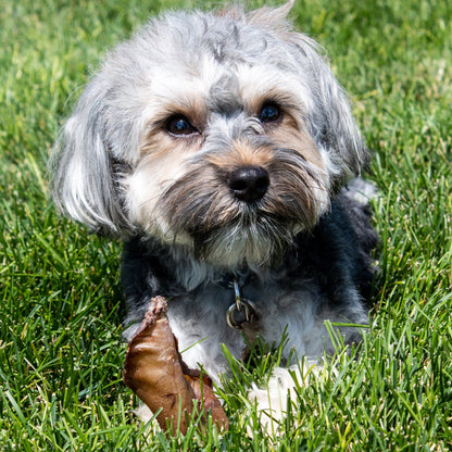 Cow Ear Dog Treat | Rowdy's Top Dog