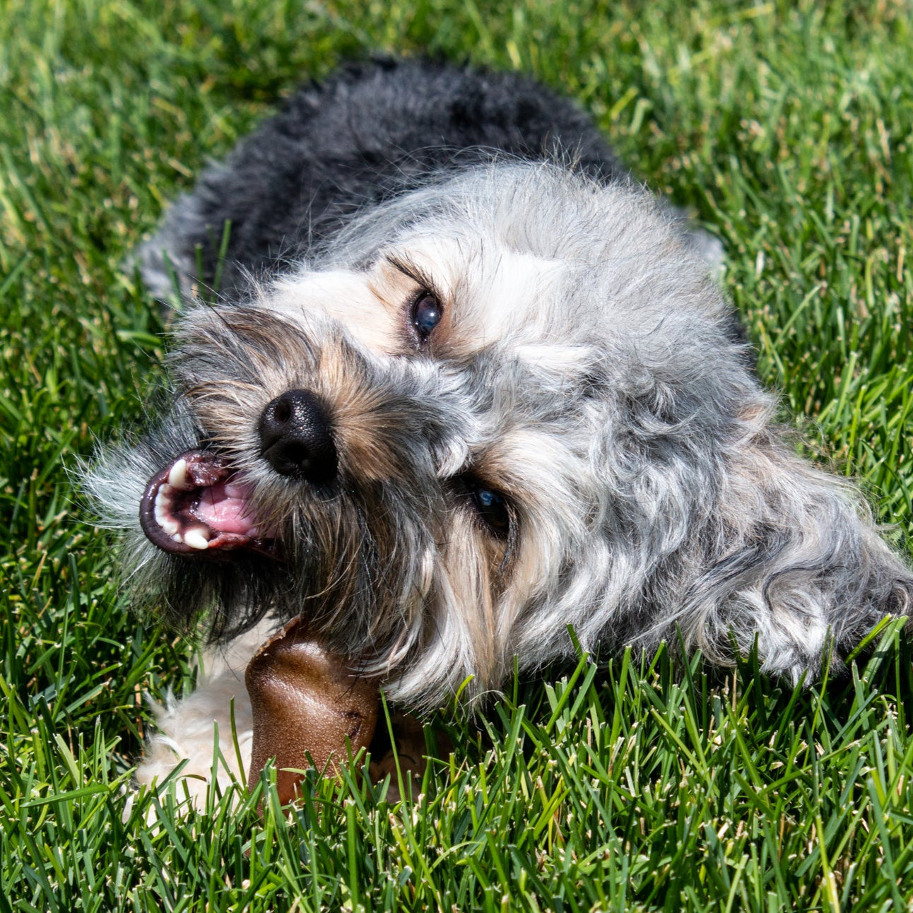 Cow Ear Dog Treat | Rowdy's Top Dog