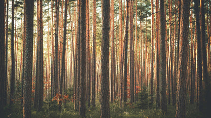 Forest Wallpaper Mural. Woodland Country Theme / Farmhouse Wall Decor. #6777