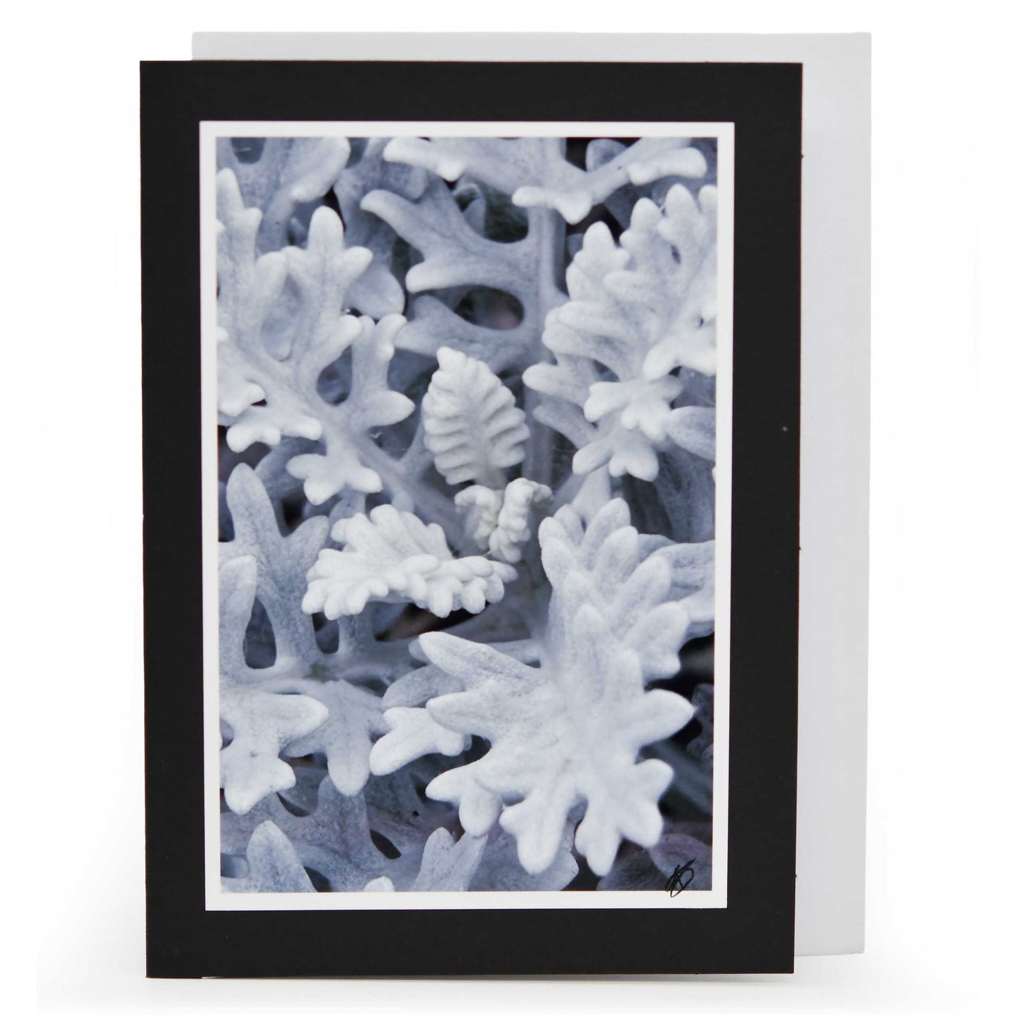 Blank Christmas Greeting Card | Multiple Designs | KJ Made