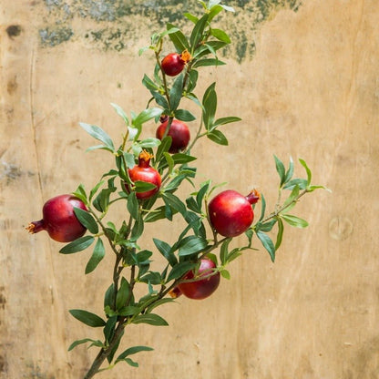 Big Fruit Faux Pomegranate Stem 32" Tall