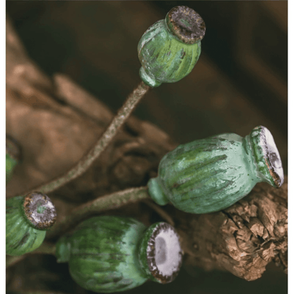 Green Poppy Fruit Stem 30.7" Tall 3-Stem Bundle