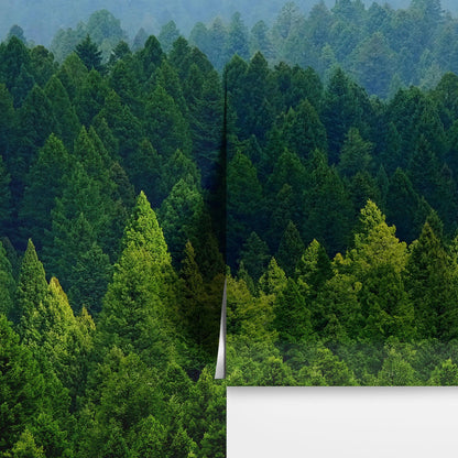 Green Forest Wallpaper Mural. Scenic Landscape Wall Mural. #6894