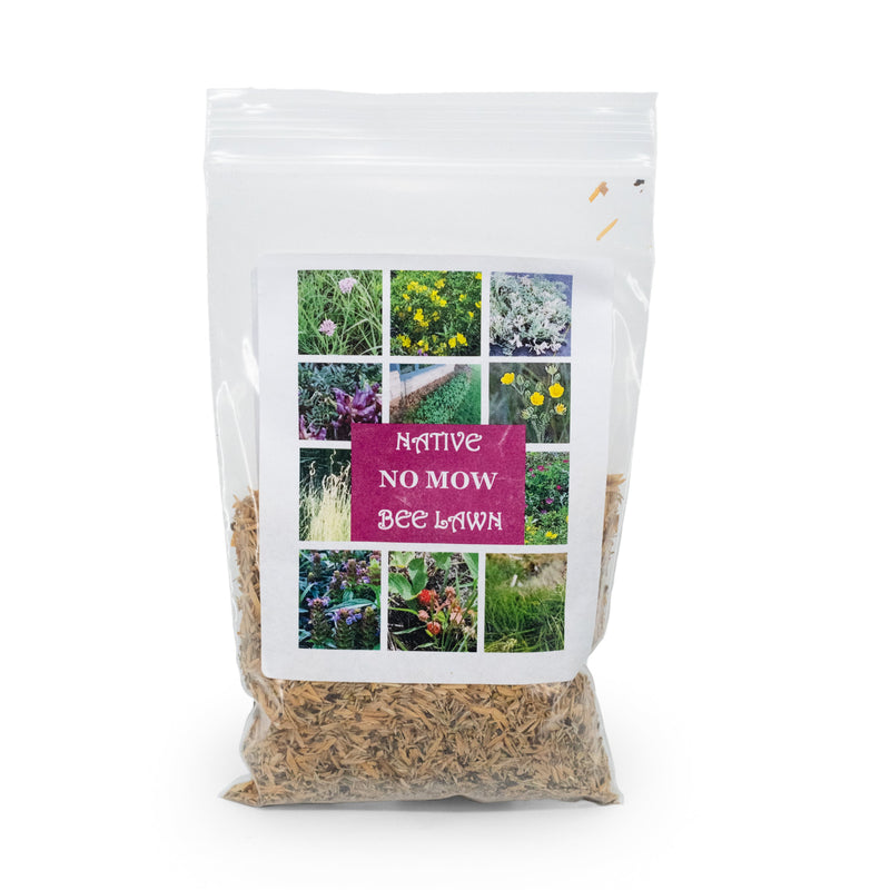 No Mow Bee Lawn Native Seed Wildflower Mix | 1.76 oz | Prairie Legacy Inc.