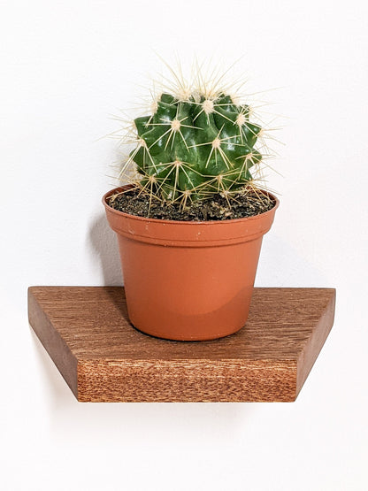 Small Trapezoid Display Shelf in Mahogany