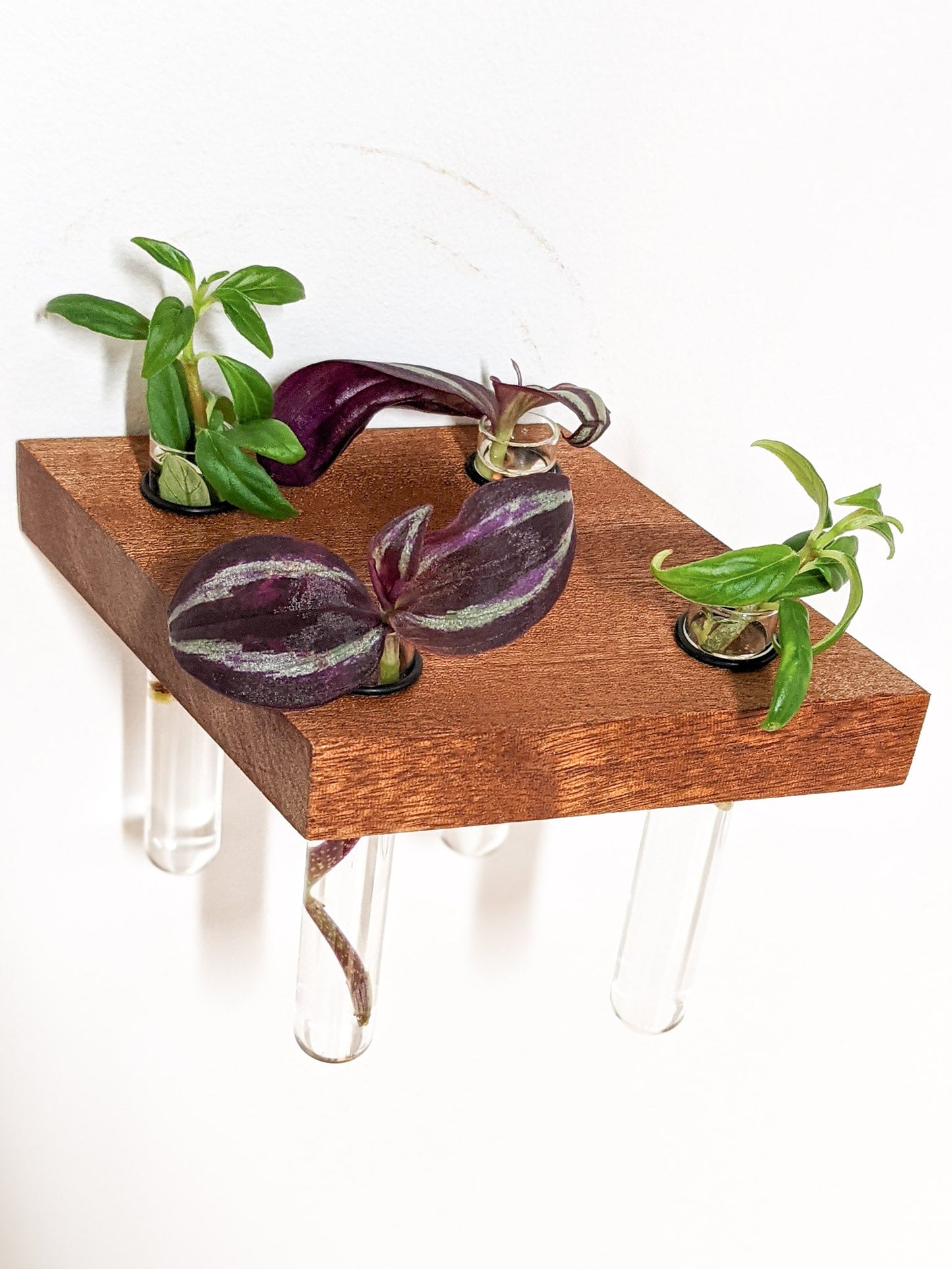 Rhombus Propagation Station Shelf for Plant Cuttings