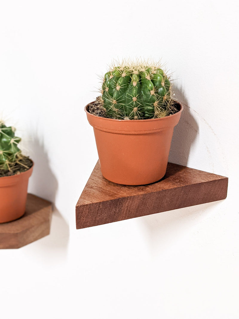 Small Triangle Display Shelf in Mahogany