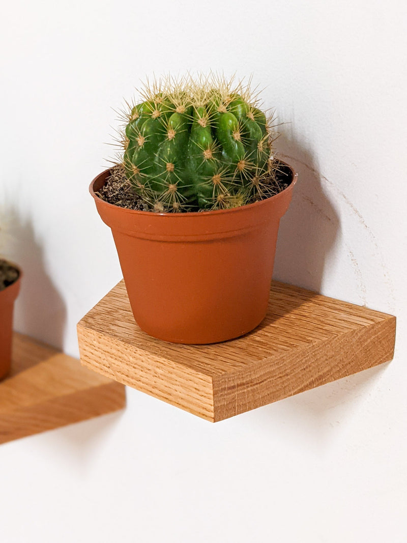 Small Trapezoid Display Shelf in Oak