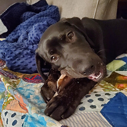Cow Ear Dog Treat | Rowdy's Top Dog