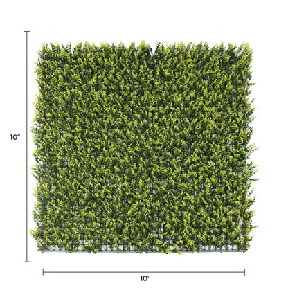 Sample Panel – Yellow English Boxwood Green Wall (Small Sample)