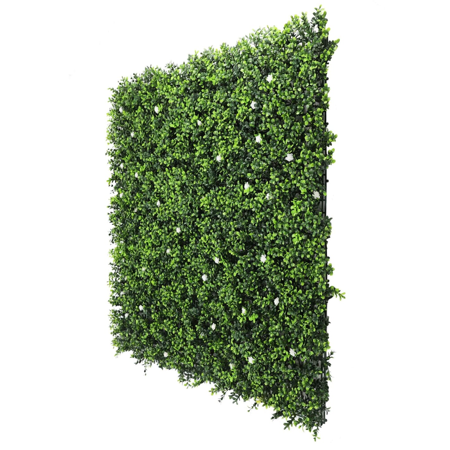 Sample Panel – White Flowering Boxwood Green Wall (Small Sample)
