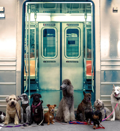 Subway Train Wall Mural Wallpaper. Urban NYC Decor. #6775