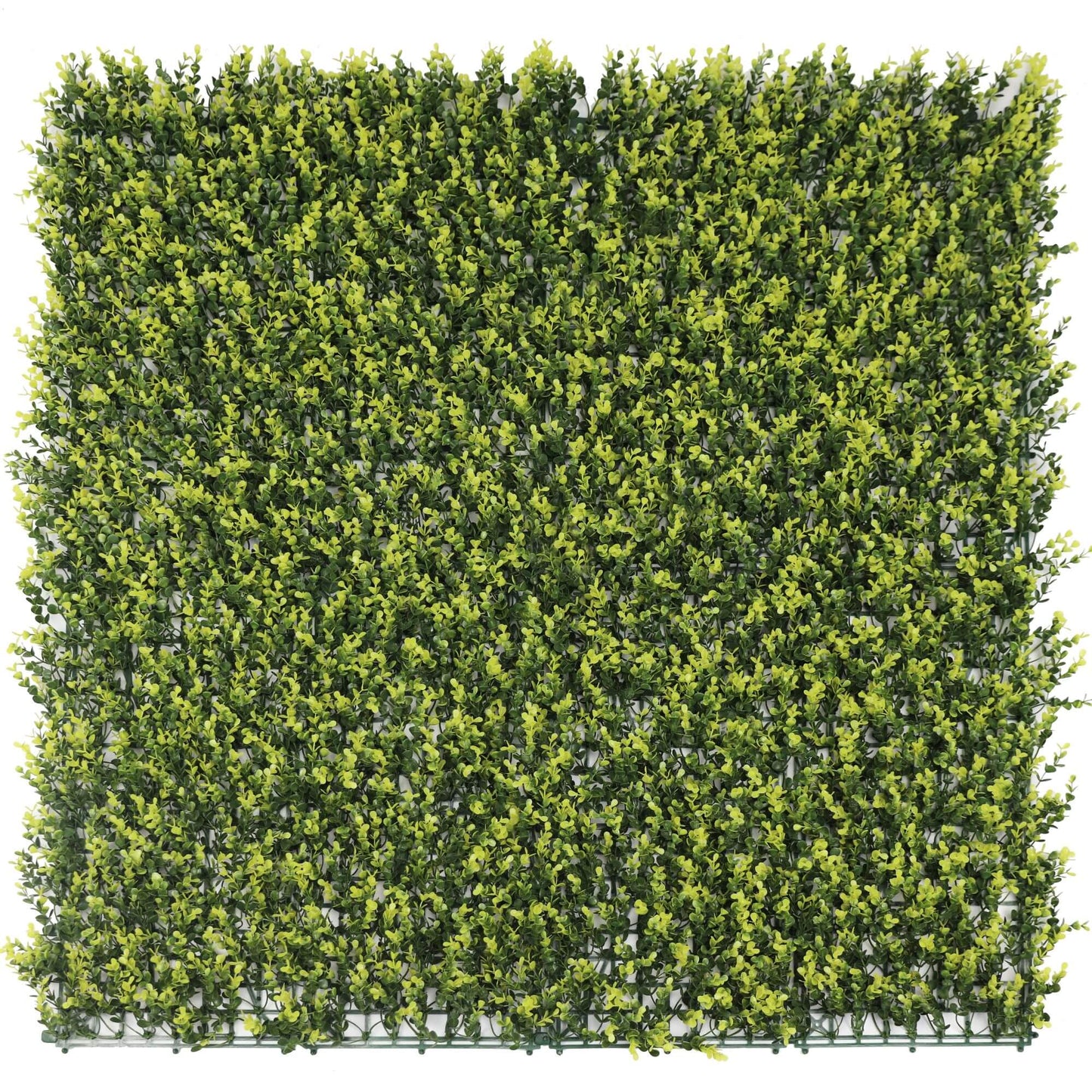 Yellow English Boxwood Artificial Vertical Garden Green Wall Panel 40×40in 11 SQ FT – UV Resistant – Commercial Grade