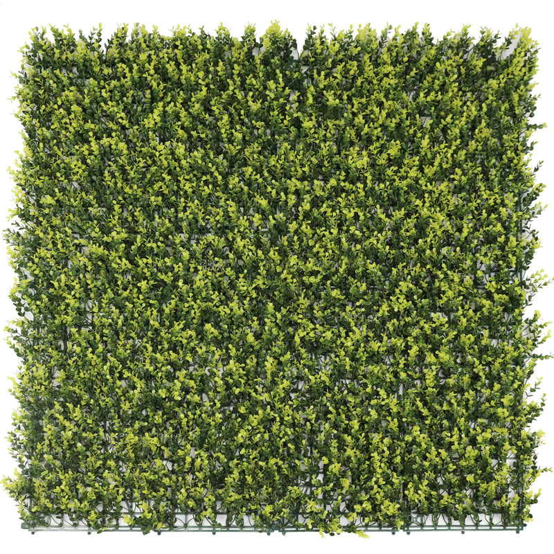 Sample Panel – Yellow English Boxwood Green Wall (Small Sample)
