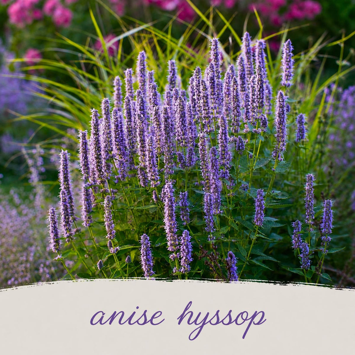 Mini Native Tall Hummingbird Seed Mix | Prairie Legacy Inc.
