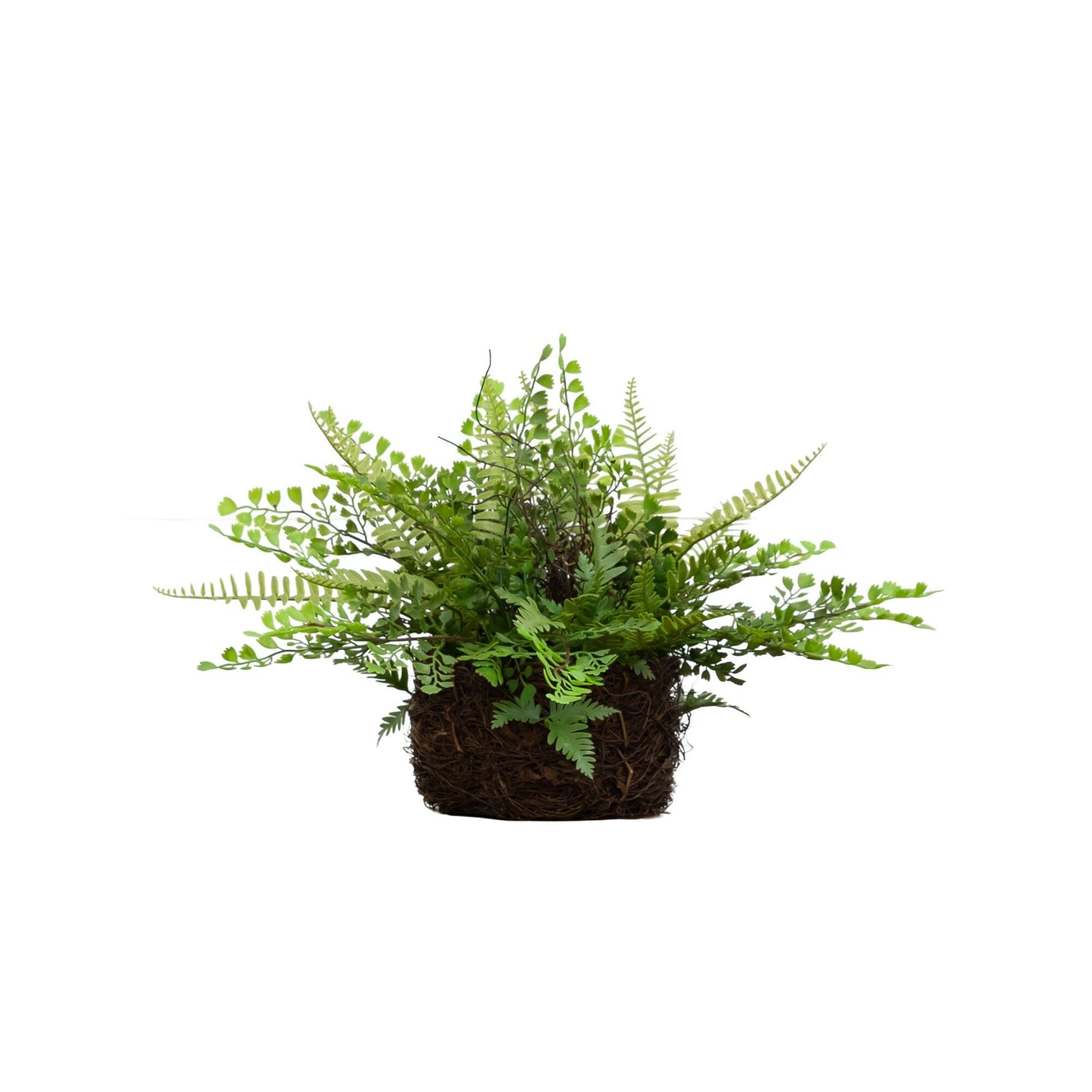 Mixed Fern w/Twig and Moss Basket