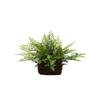 Mixed Fern w/Twig and Moss Basket