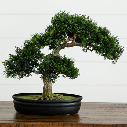 16" Cedar Bonsai Tree