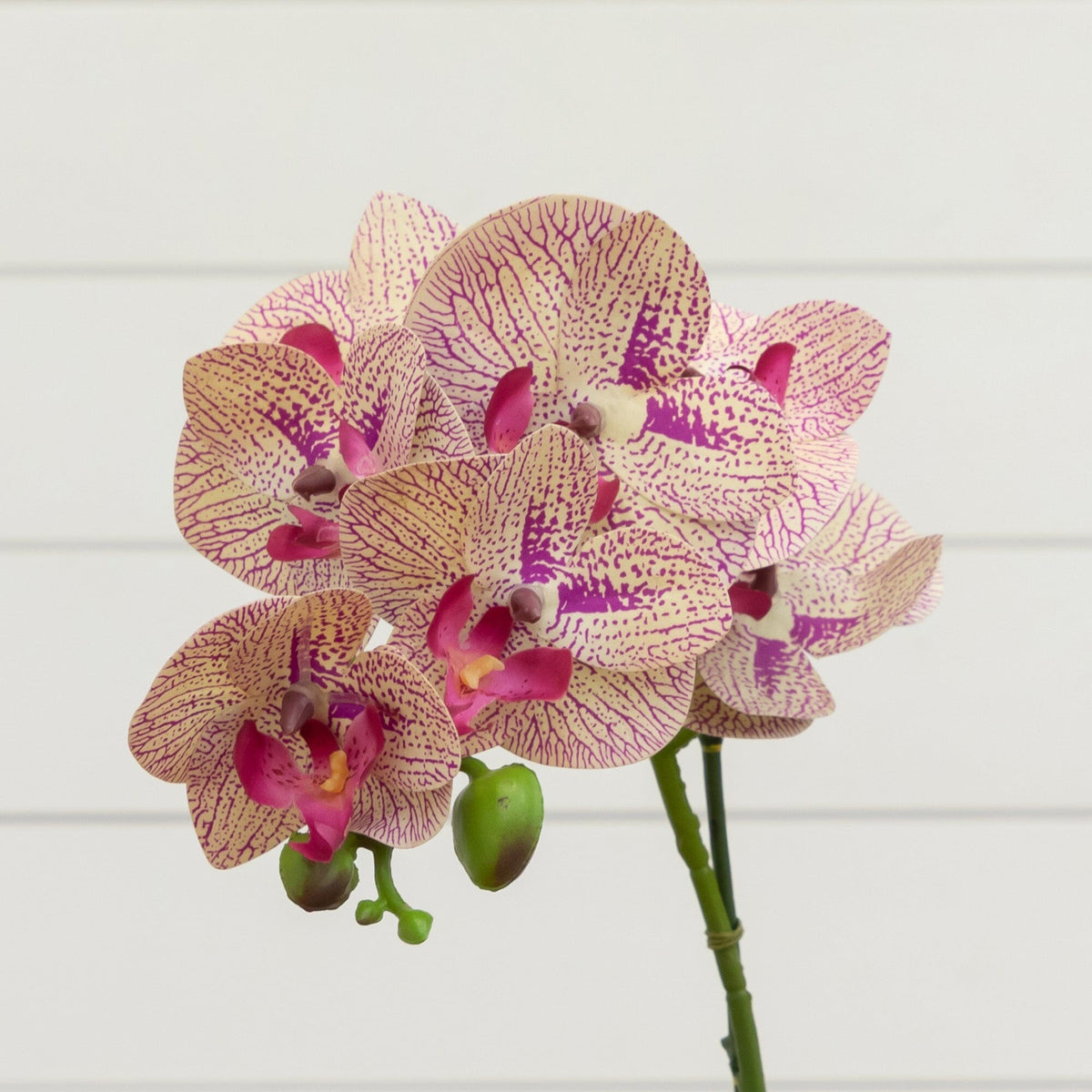 20” Orchid Phalaenopsis in vase